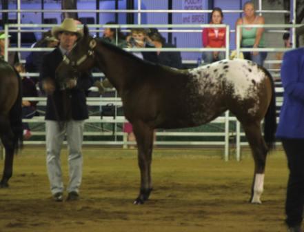 Roxy Multi Hi Point horse
